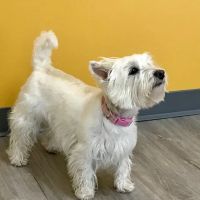 White Oaks West Animal Hospital ico