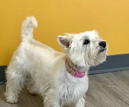 White Oaks West Animal Hospital