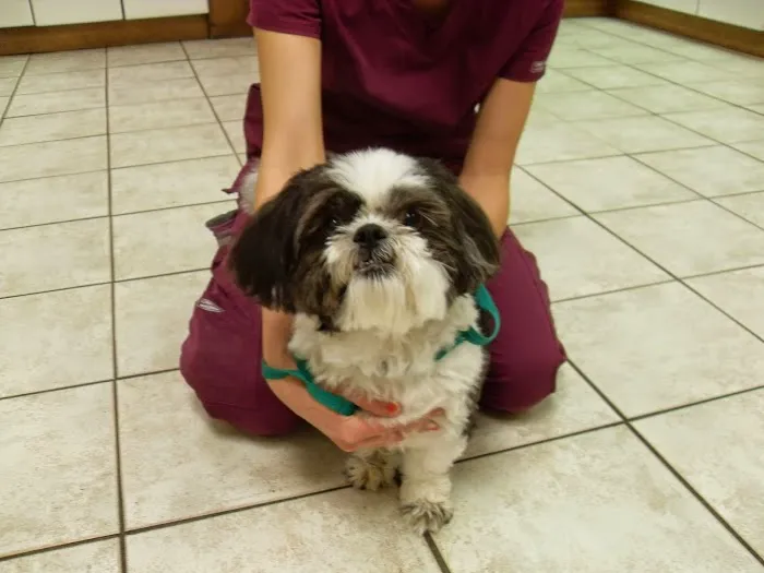 White Oaks West Animal Hospital Picture 8