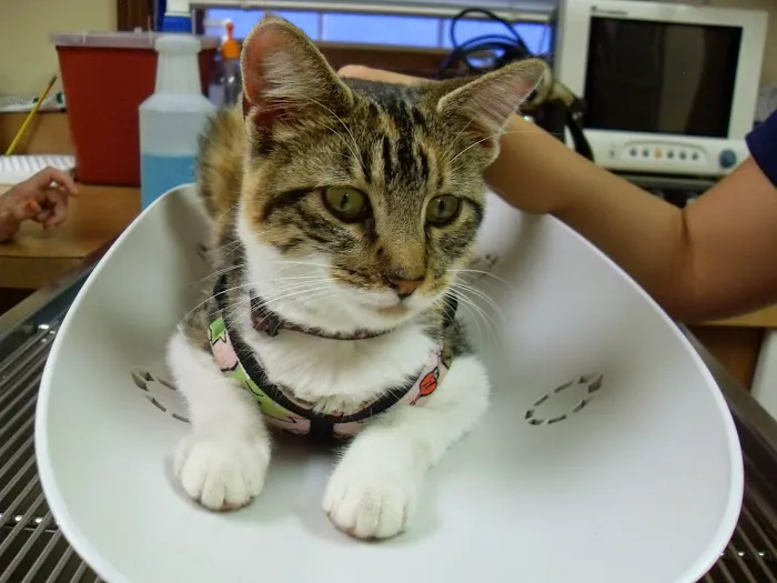White Oaks West Animal Hospital Picture 5