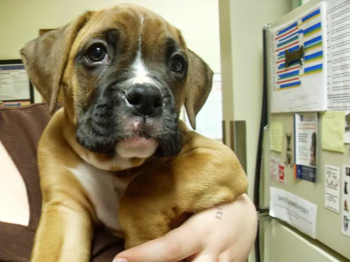 White Oaks West Animal Hospital Picture 3