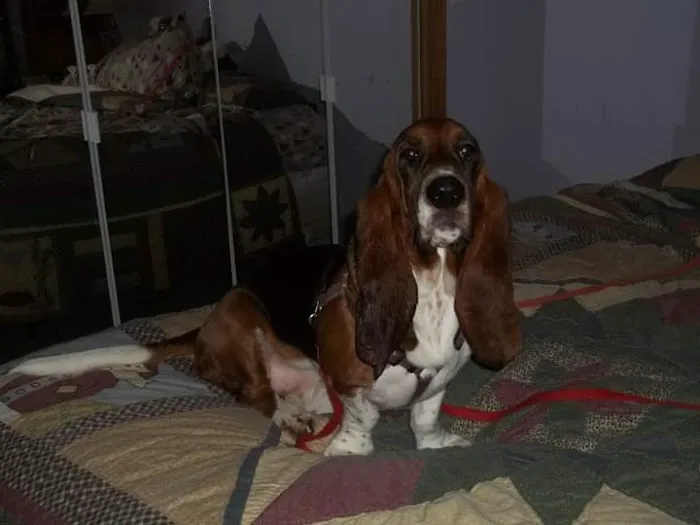 Animal Medical Clinic Of Springfield Picture 6