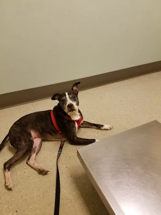 Animal Medical Clinic Of Springfield Picture 7
