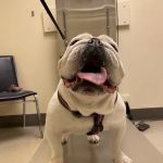 Animal Medical Clinic Of Springfield