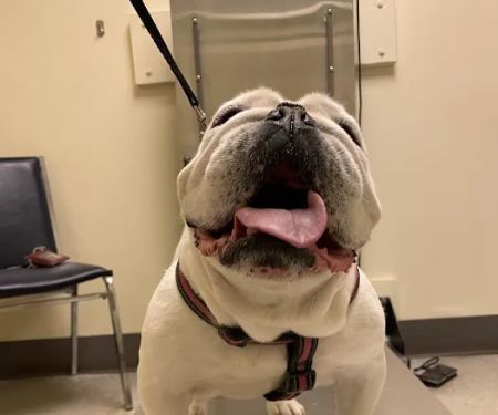 Animal Medical Clinic Of Springfield