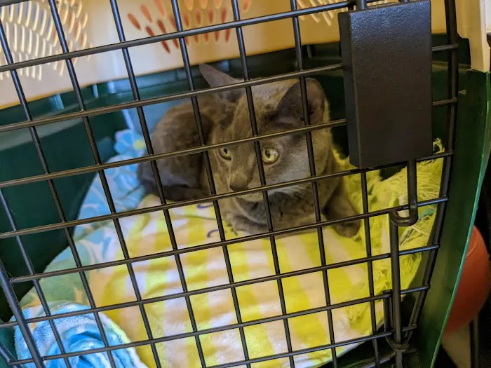 Animal Medical Clinic Of Springfield Picture 3