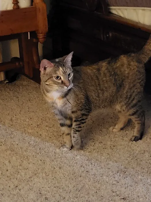 Brewer Animal Hospital: Thornburg Thomas A DVM Picture 2