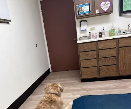 Brewer Animal Hospital: Thornburg Thomas A DVM