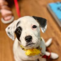 Myers Animal Clinic ico