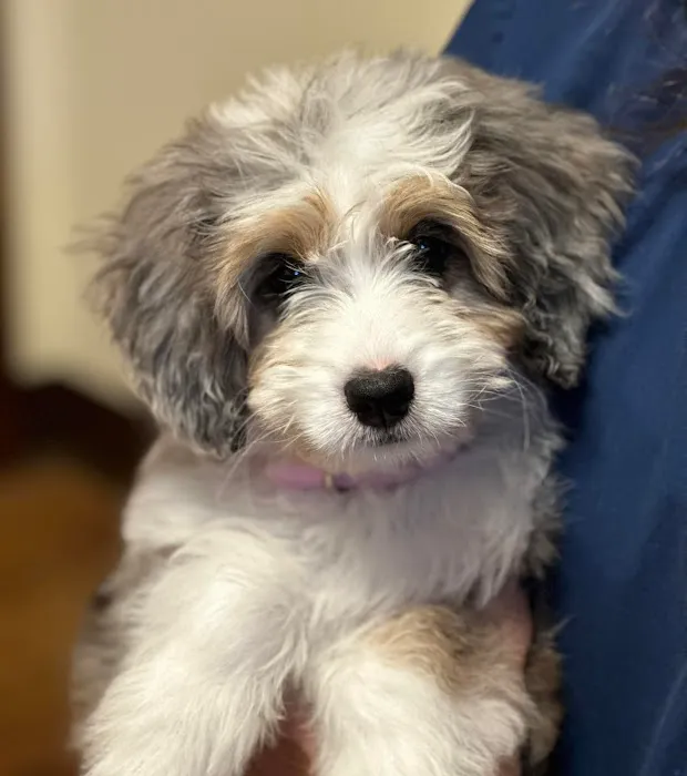 Myers Animal Clinic Picture 6