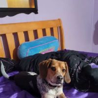 Animal Health Center ico