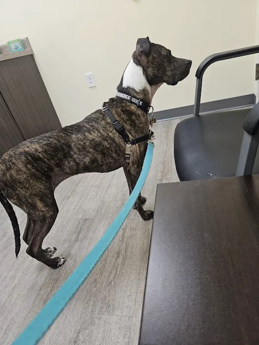 Animal Emergency Clinic Picture 1