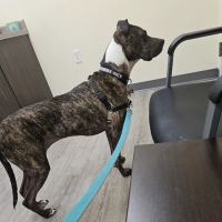 Animal Emergency Clinic ico