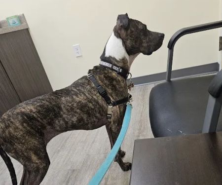 Animal Emergency Clinic