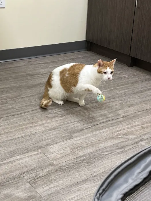 Animal Emergency Clinic Picture 3