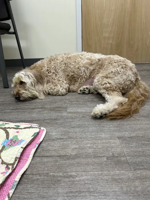 Animal Emergency Clinic Picture 4