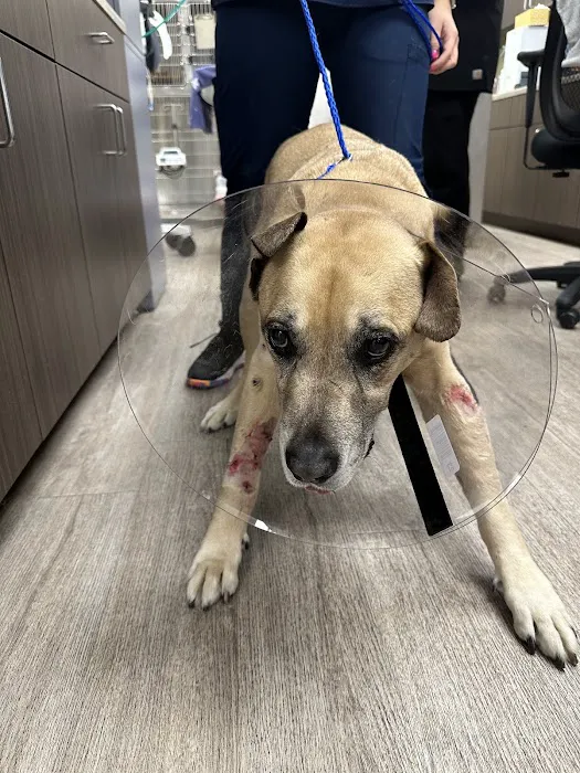 Animal Emergency Clinic Picture 10