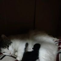 Town & Country Animal Hospital ico
