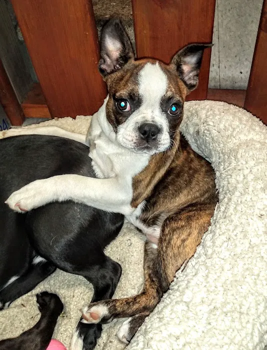 Town & Country Animal Hospital Picture 14