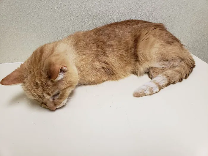 Brunswick Animal Hospital Picture 9