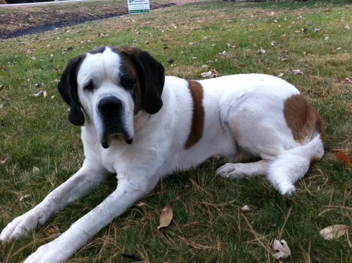 Brunswick Animal Hospital Picture 6