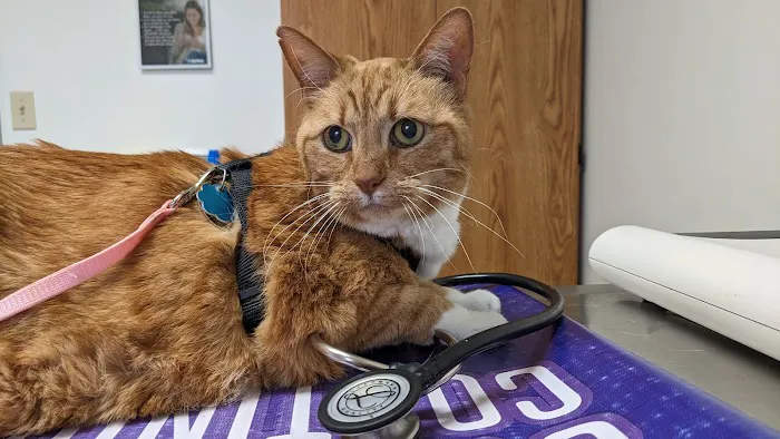 SmartVet Picture 2