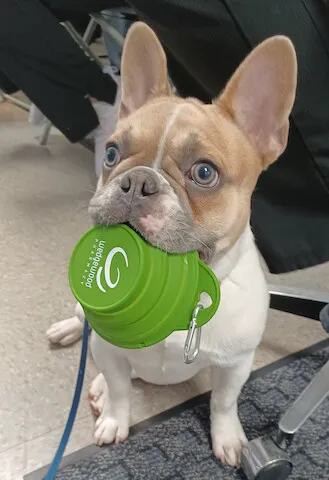 SmartVet Picture 5