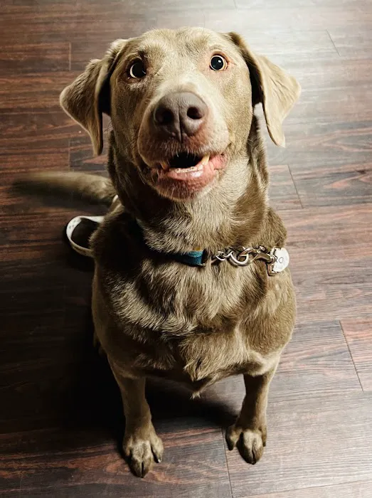 SmartVet Picture 10