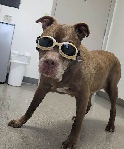 SmartVet Picture 8
