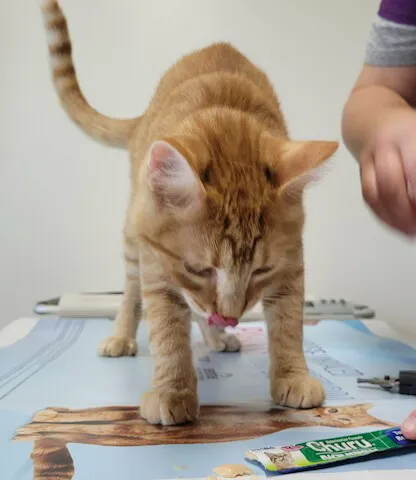 SmartVet Picture 7