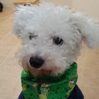 Vetco Vaccination Clinic ico