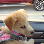 Fairway Knolls Veterinary Hospital