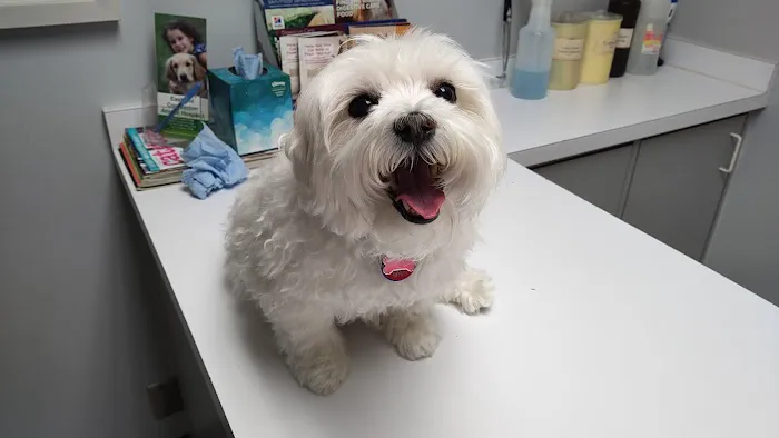 Eastland Companion Animal Hospital Picture 5