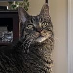 Ambassador Animal Hospital