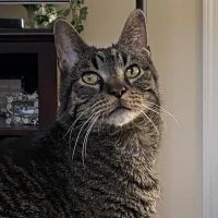 Ambassador Animal Hospital ico