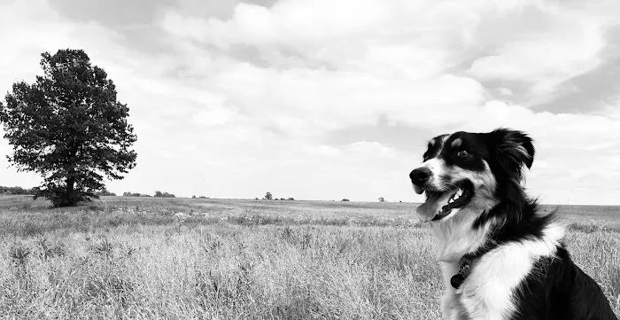 Bortell Animal Hospital Picture 8