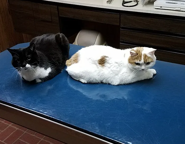 Americana Animal Hospital Picture 4
