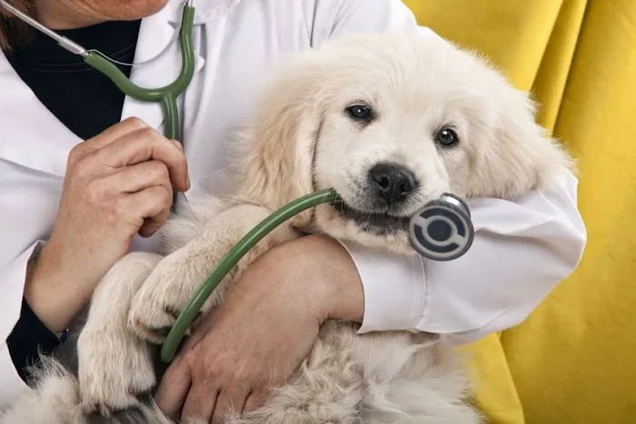 Americana Animal Hospital Picture 3