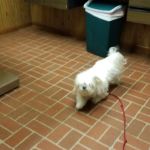 Americana Animal Hospital