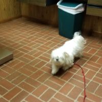 Americana Animal Hospital ico