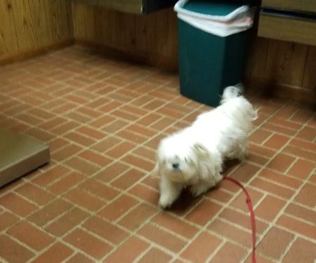 Americana Animal Hospital
