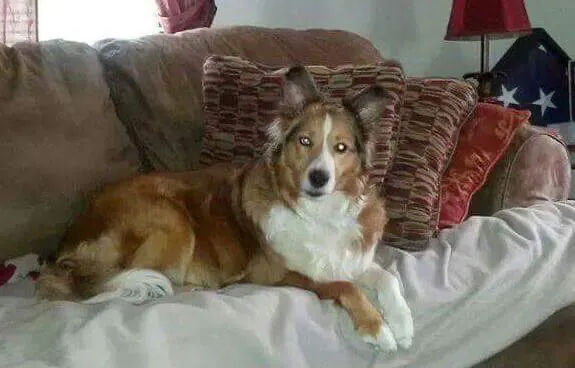 Americana Animal Hospital Picture 10