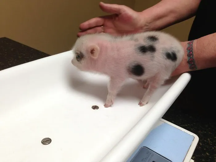 Ancare Veterinary Hospital Picture 1