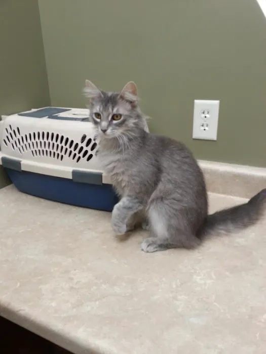Ancare Veterinary Hospital Picture 8