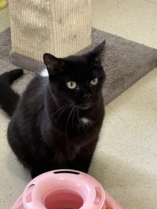 Mendota Companion Animal Centre Picture 3