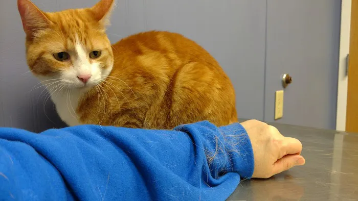 Sycamore Animal Hospital Picture 2