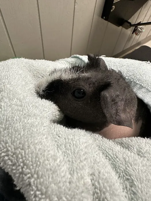 Bethany Animal Hospital Picture 8