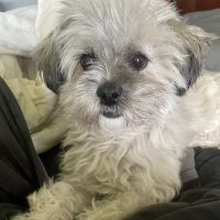 Prairie View Animal Hospital ico