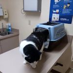 Malta Veterinary Hospital