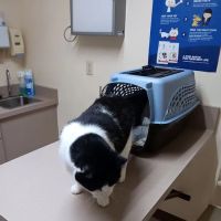 Malta Veterinary Hospital ico